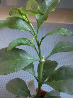 Hoya multiflora 08.09.12.jpg