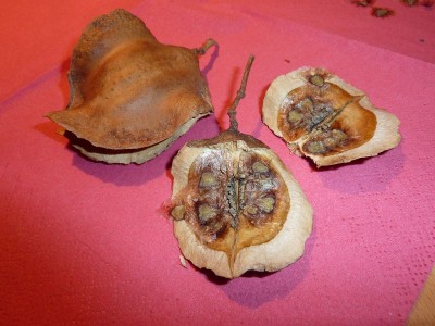20120908 065 (800x600).jpg