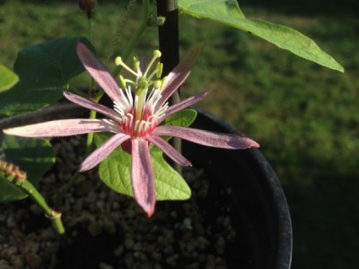 sanguinolenta.jpg