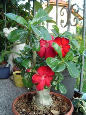 Adenium (4).jpg