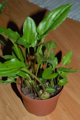 EssenGruga 079yy.jpg