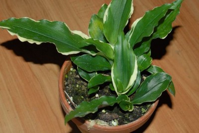 EssenGruga 076yy.jpg