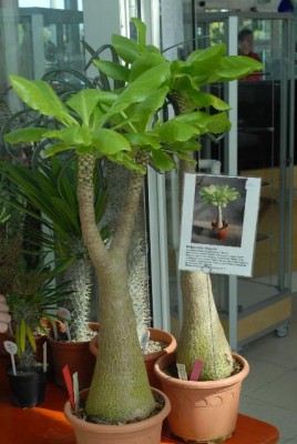 EssenGruga 071yy.jpg