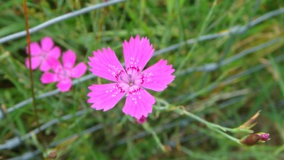 Dianthus deltoides.jpg
