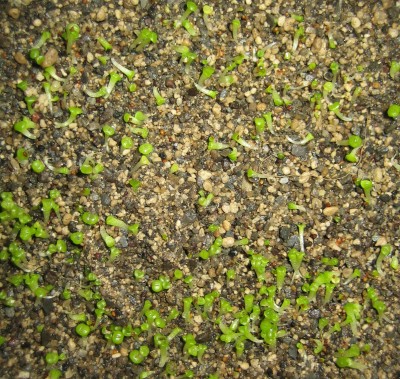 lebende Steine Lithops 077.jpg