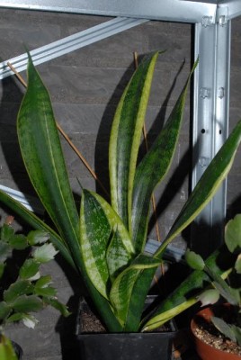 Sansevieria2012 005yy.jpg
