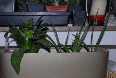 Sansevieria2012 002yy.jpg