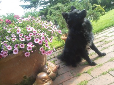 Bandit Bluemchen.jpg