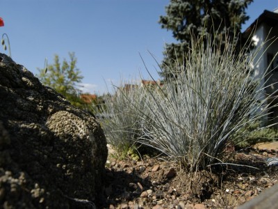 Blauschwingel.jpg