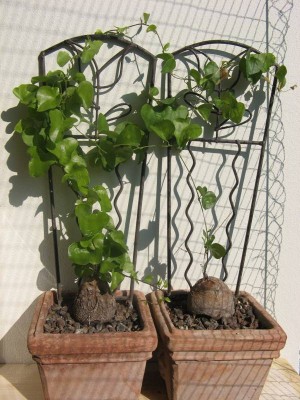 Dioscorea elephantipes 02.jpg