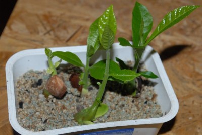 Holzbanane 003yy.jpg