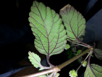 20120912_132457.jpg