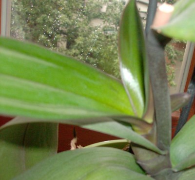 orchidee2.jpg