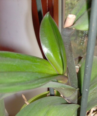 orchidee1.jpg