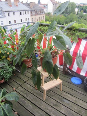 Alogroß2.jpg