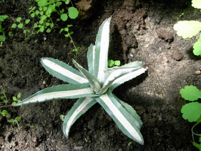 PICT0084.JPG