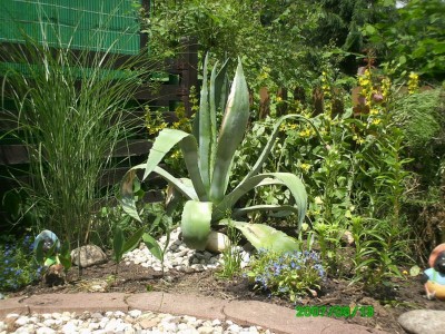 13.06.2007 001.jpg