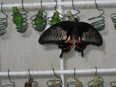 IMG_8824.JPG
