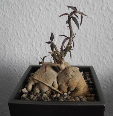 DSCN4374.JPG