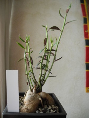 DSCN4505.JPG