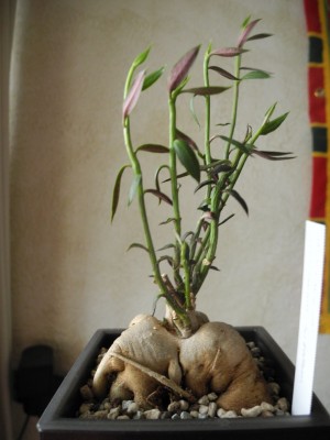 DSCN4502.JPG