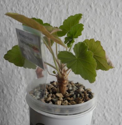 DSCN4563.JPG