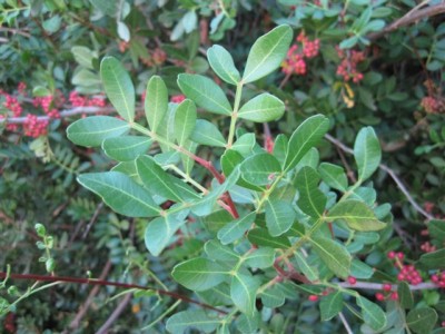 Flora of Greece II (3).JPG