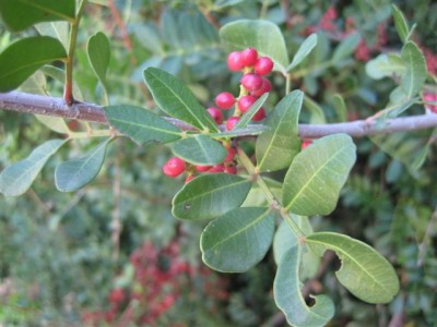 Flora of Greece II (2).JPG