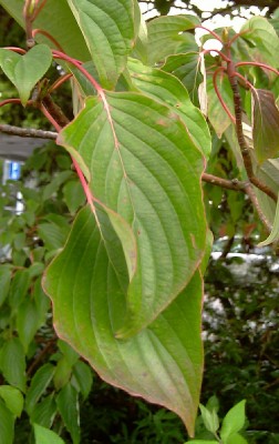 Cornus1.jpg