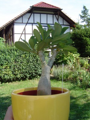 Adenium beschnitten (3).jpg