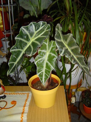 Alocasia Polly (2).jpg