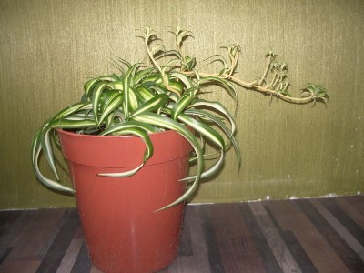 Grünliellie am 14.09.2012.jpg