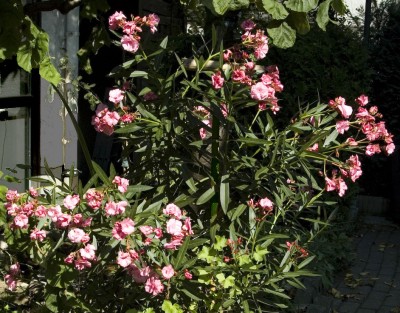 Oleander01.jpg