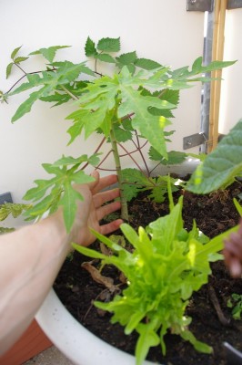 Papaya_sm.JPG
