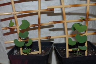Aristolochia 007yy.jpg