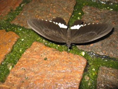 IMG_8827.JPG