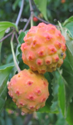 Cornus1.jpg
