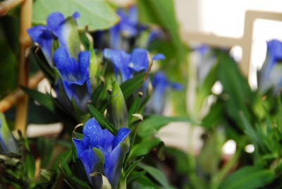 dsc_9310_Enzian_blau.jpg