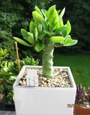 Euphorbia nivulia ohne India.jpg