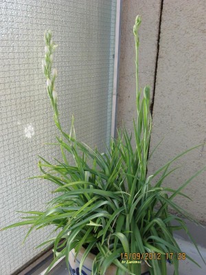 Polianthes tuberosa.jpg