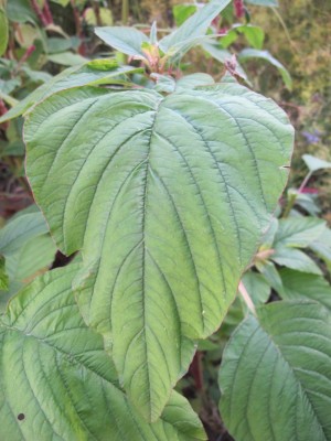 Amaranthus2.jpg