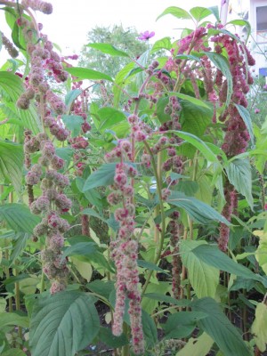 Amaranthus1.jpg