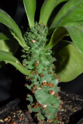 Euphorbia2012 018yy.jpg