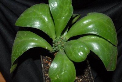 Euphorbia2012 017yy.jpg