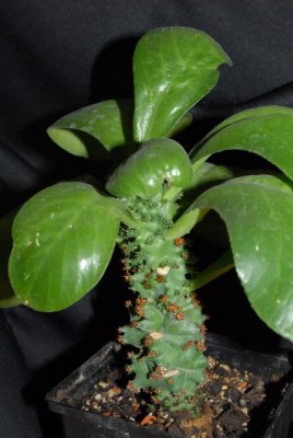 Euphorbia2012 019yy.jpg
