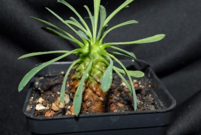 Euphorbia2012 016yy.jpg