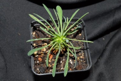 Euphorbia2012 015yy.jpg