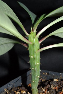 Euphorbia2012 014yy.jpg