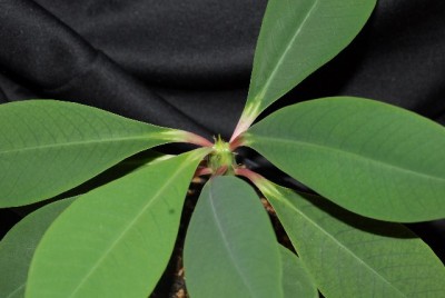 Euphorbia2012 012yy.jpg