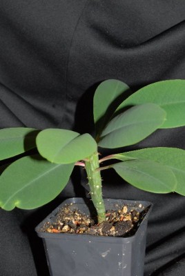 Euphorbia2012 013yy.jpg